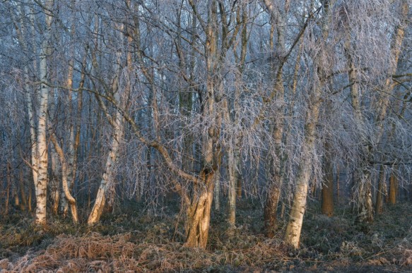 Bos in de winter