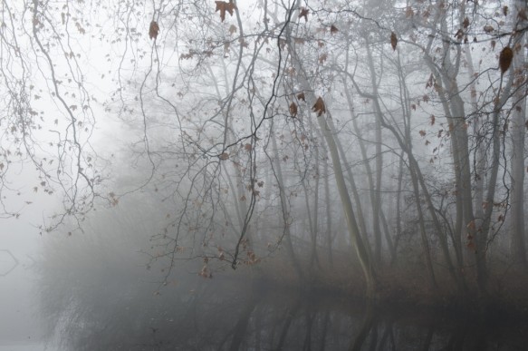 Vinderhoutse bossen