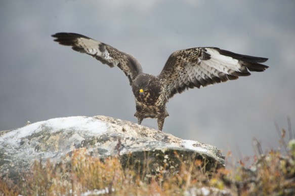 Buizerd