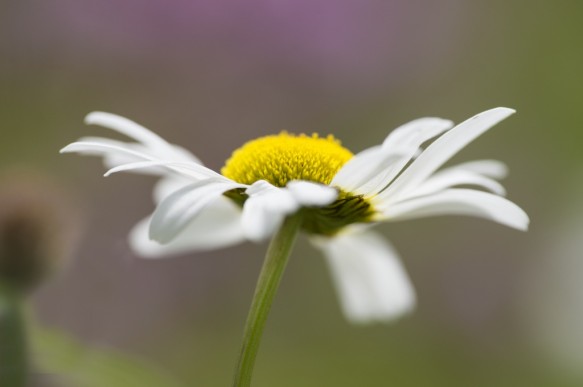 Margriet