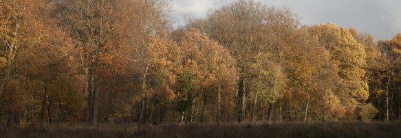 Herfst in het bos.