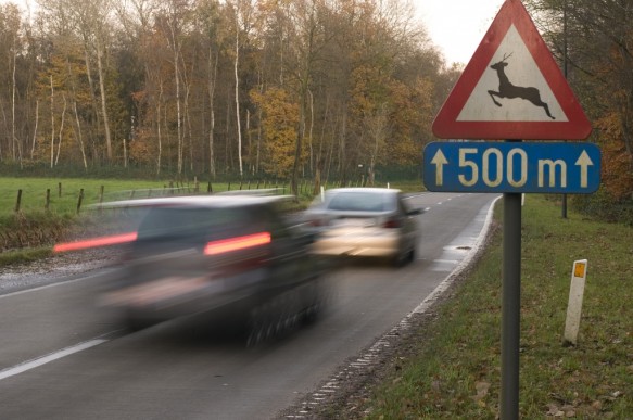 Gevaarsdriehoek voor overstekend wild.