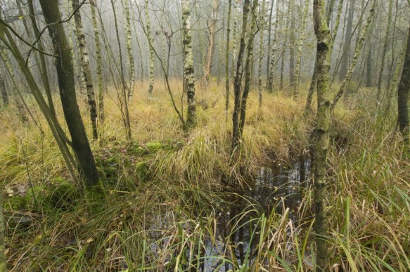 Herfst in het bos.