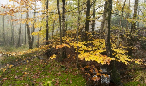 Herfst in het bos.