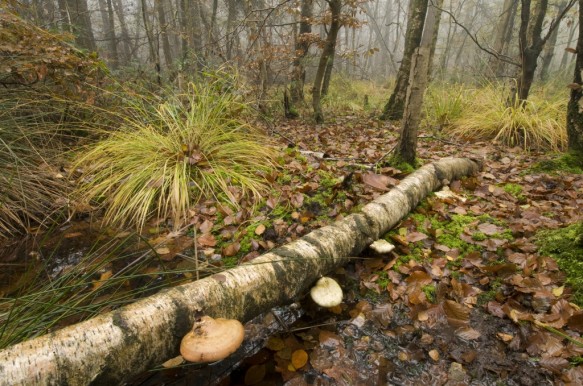 Herfst in het bos.