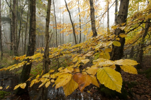 Herfst in het bos.