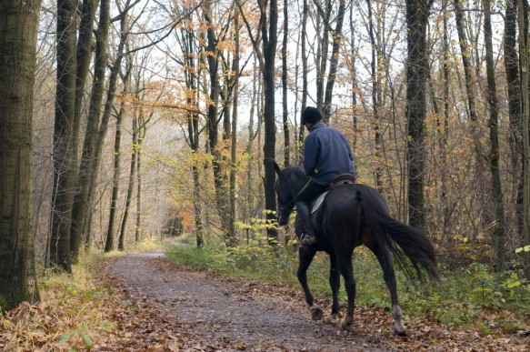 Te paard in het bos.