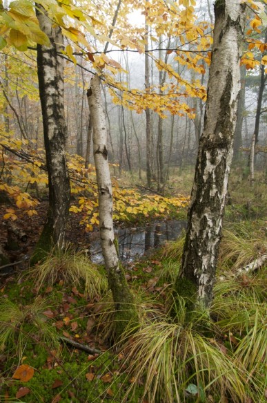 Herfst in het bos.