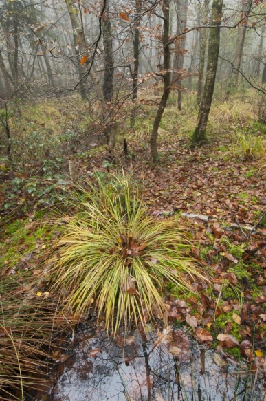 Herfst in het bos.