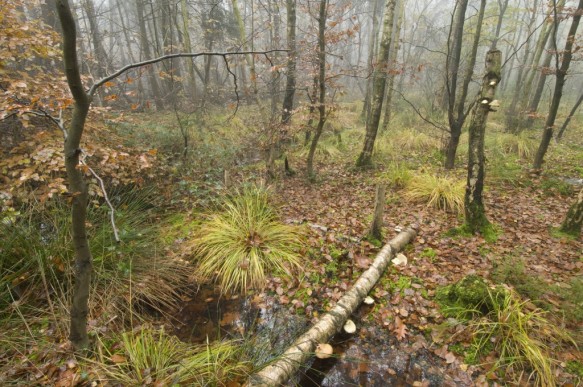 Herfst in het bos.