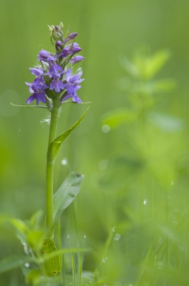 Orchidee