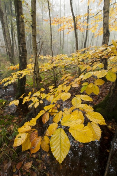 Herfst in het bos.