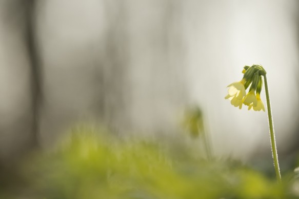 Slanke sleutelbloem