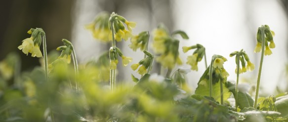 Slanke sleutelbloem