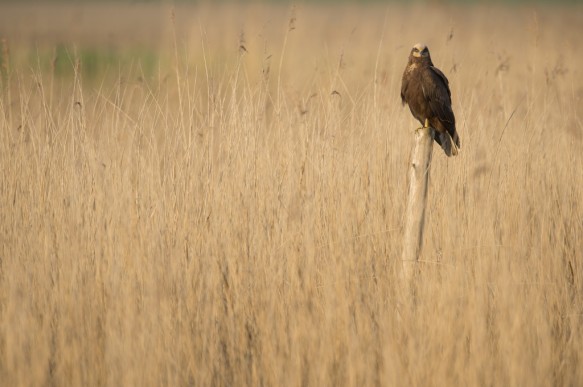 Bruine kiekendief