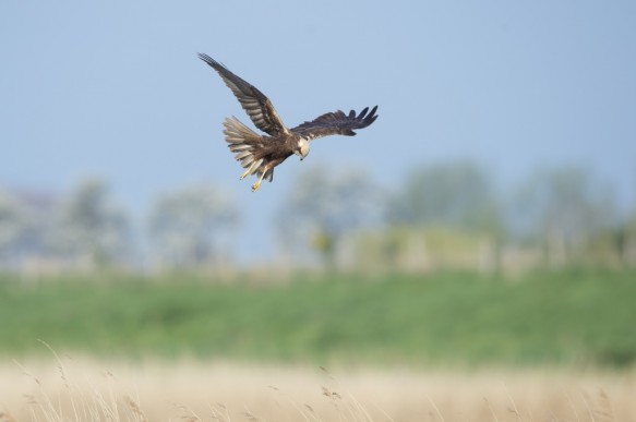 Bruine kiekendief