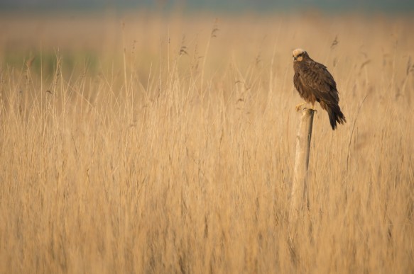 Bruine kiekendief