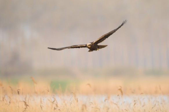 Bruine kiekendief