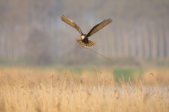 Bruine kiekendief