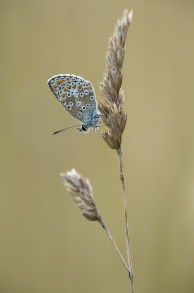 Bruin blauwtje