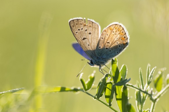 Bruin blauwtje