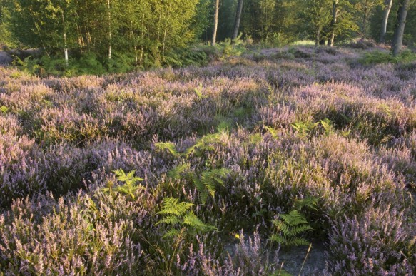 Drongengoedbos