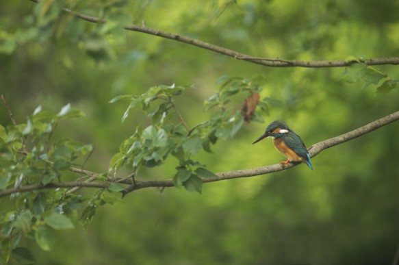 IJsvogel