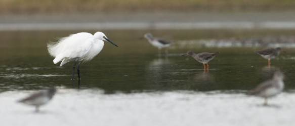 Kleine zilverreiger