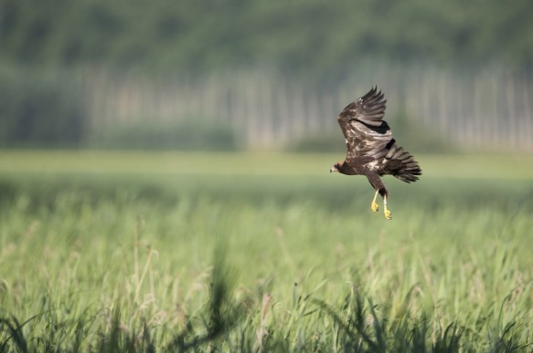 Bruine kiekendief