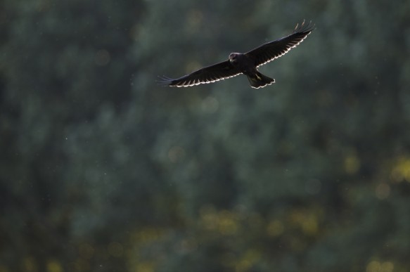 Bruine kiekendief