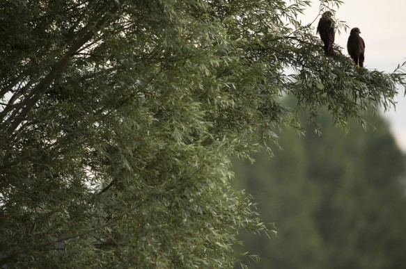 Jonge bruine kiekendieven