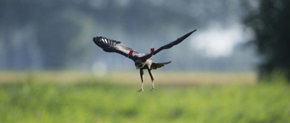 Bruine kiekendief