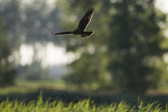 Bruine kiekendief