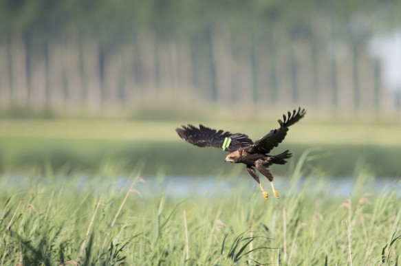 Bruine kiekendief