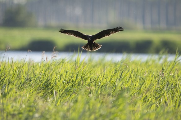 Bruine kiekendief