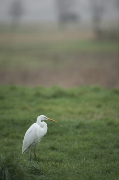 Grote zilverreiger