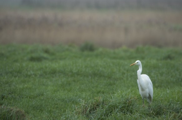 Grote zilverreiger