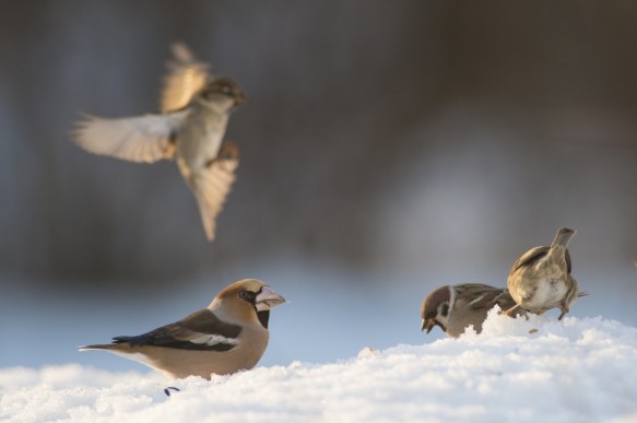 Appelvink, ringmus en huismus..