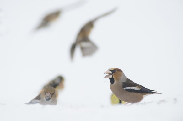 Appelvink en kepen..