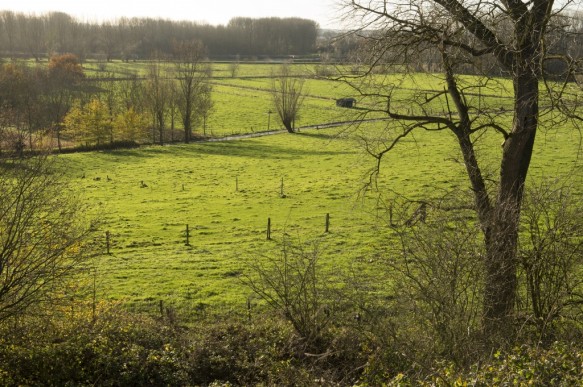 Scheldevallei te Dikkelvenne.