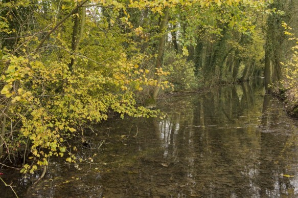 Bron van de Schelde