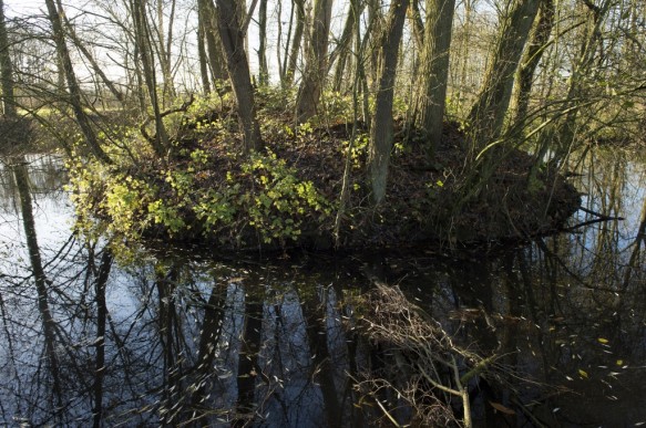 Moerasbos in de Scheldevallei.