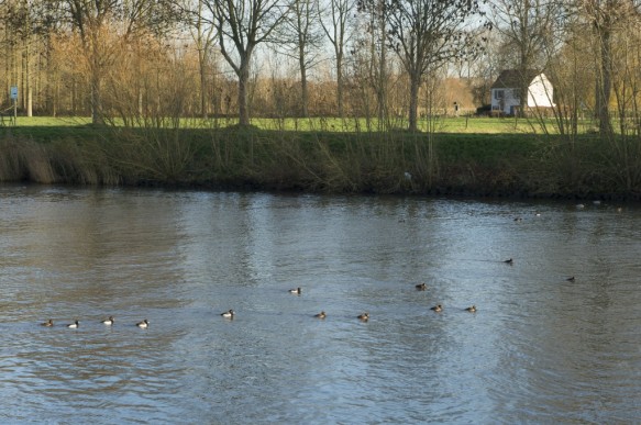 Bovenschelde met Kuifeenden.
