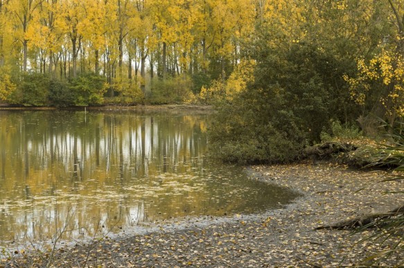 Oude Scheldearm te Zevergem.