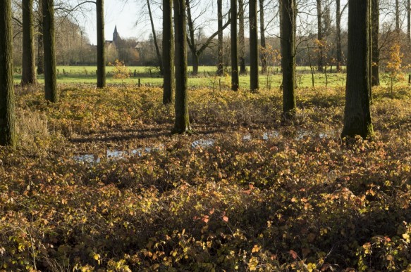 Populieren in de vallei van de Bovenschelde.