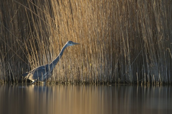 Blauwe reiger