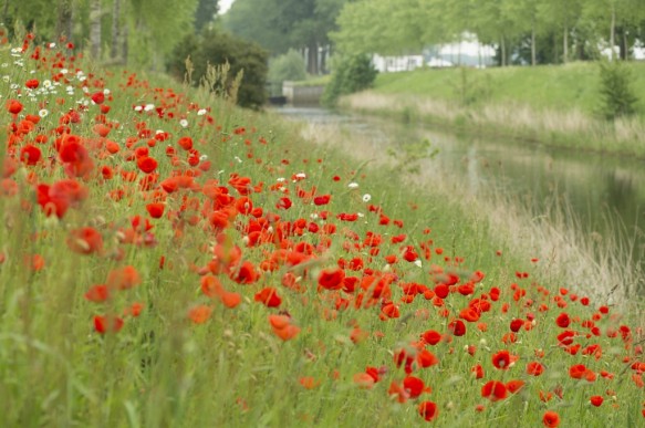 Klaprozen in berm.