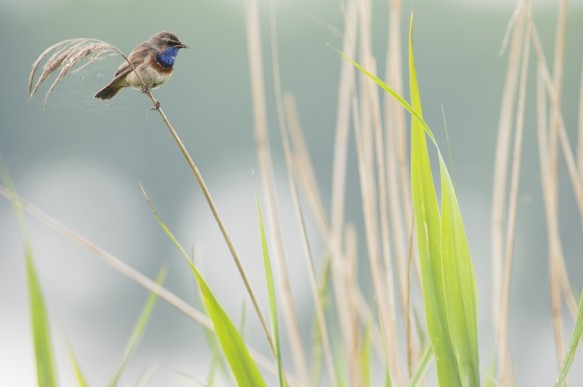 Blauwborst