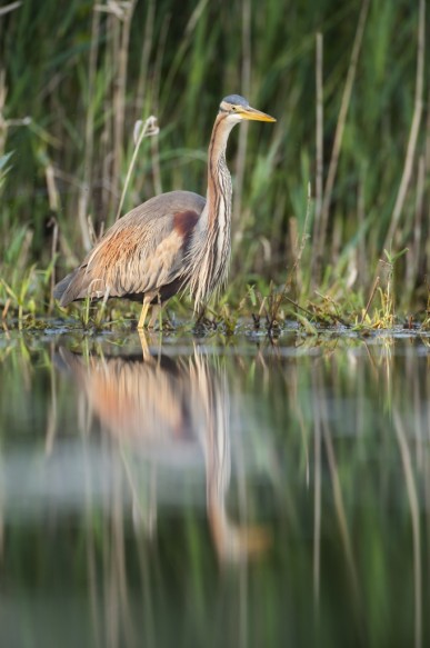 Purperreiger