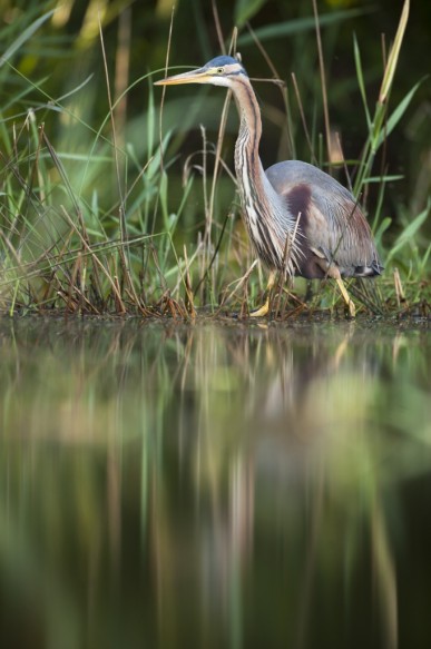 Purperreiger